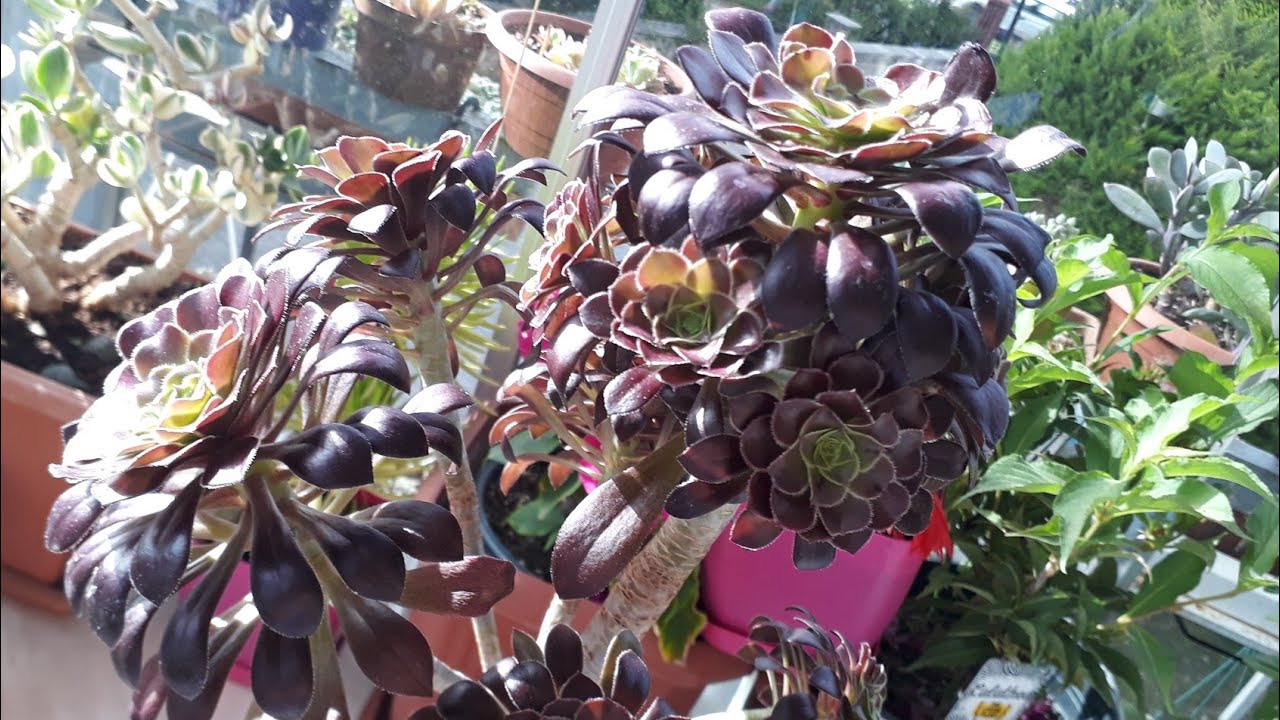 Bitlenen Sukulentleri nasıl temizliyorum/bit ilacı ve uygulaması