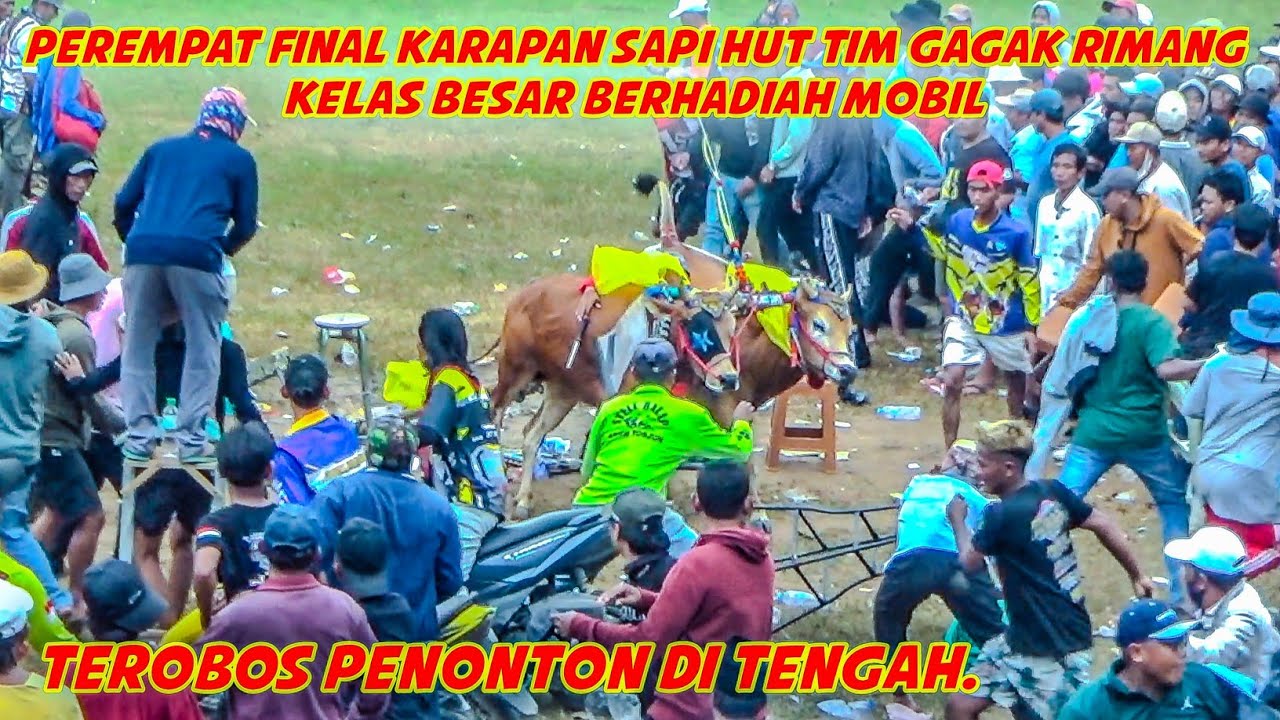 Perempat Final Karapan Sapi HUT Tim Gagak Rimang Kelas Besar Berhadiah Mobil, Terobos Penonton.