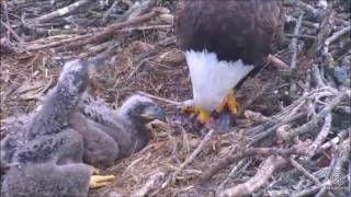 DECORAH NORTH NEST     4\/27\/2017    10:53 AM  CDT  COWGETTI FOR BREAKFAST