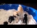 Black pug puppies playing with mom