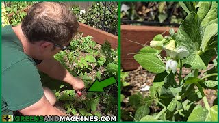 How did the January crops turn out? And New Plants! - April Garden Update