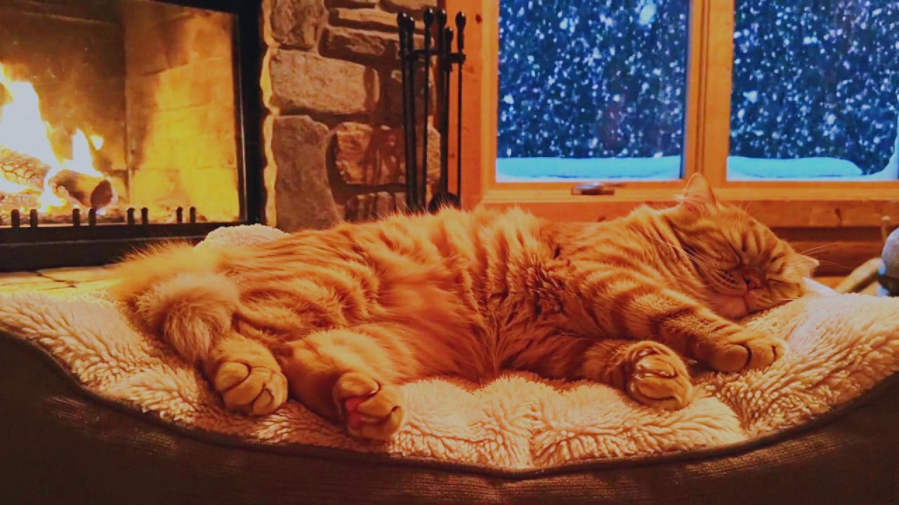 🐱 The Most Relaxing Orange Cat Fireplace Video on YouTube 🔥 Sleep Before It Ends Tonight