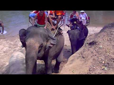 Video: Taizemes Ziloņu Diena