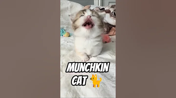 Watch the video about “Munchkin Cats