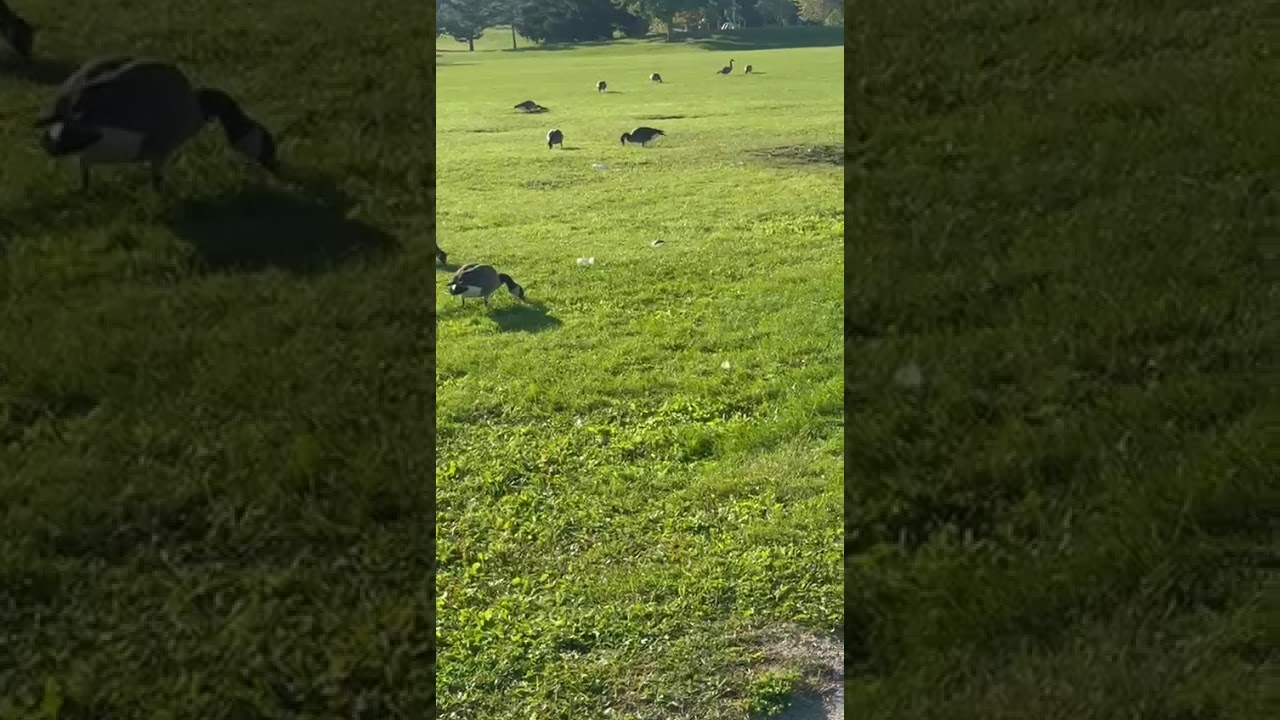 Beautiful Goose walking around in nature , mississauga Canada 