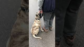 Presa Canario Puppy at 4 months