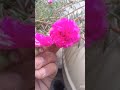 This is a beautiful flower #badalbabu