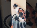 猫トイレ中！