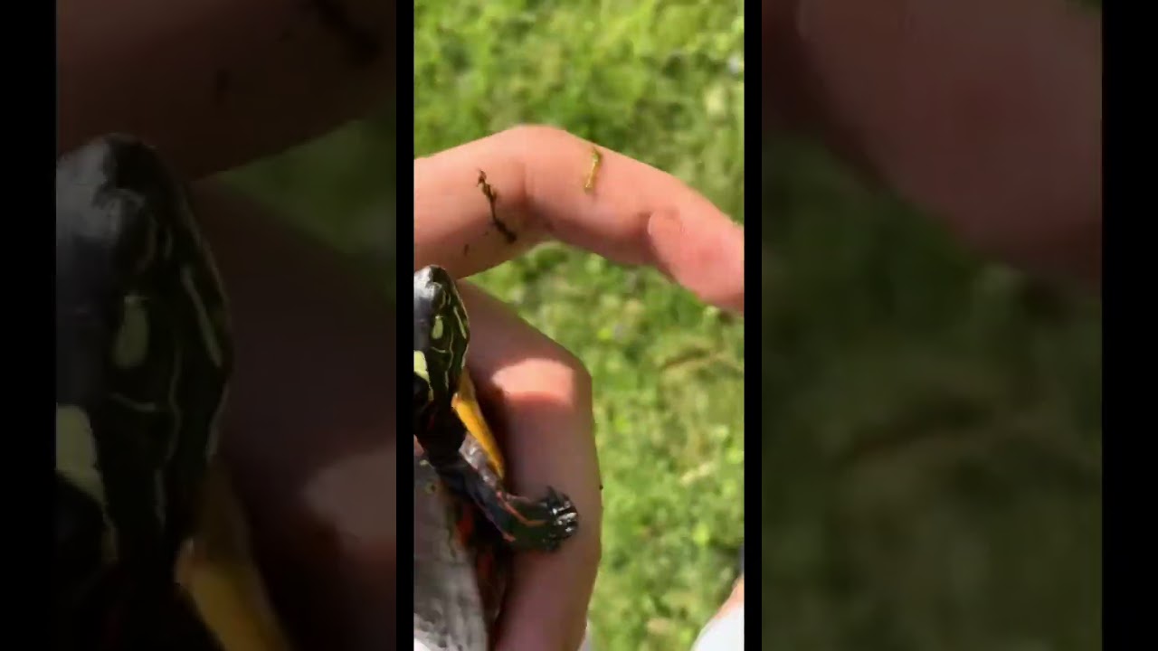 Baby Sun Turtle 🐢 