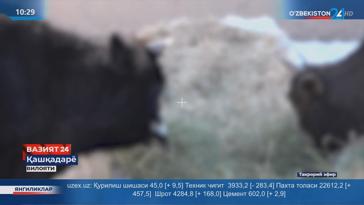 Qashqadaryoda chorva mollari o'g'rilari aniqlandi