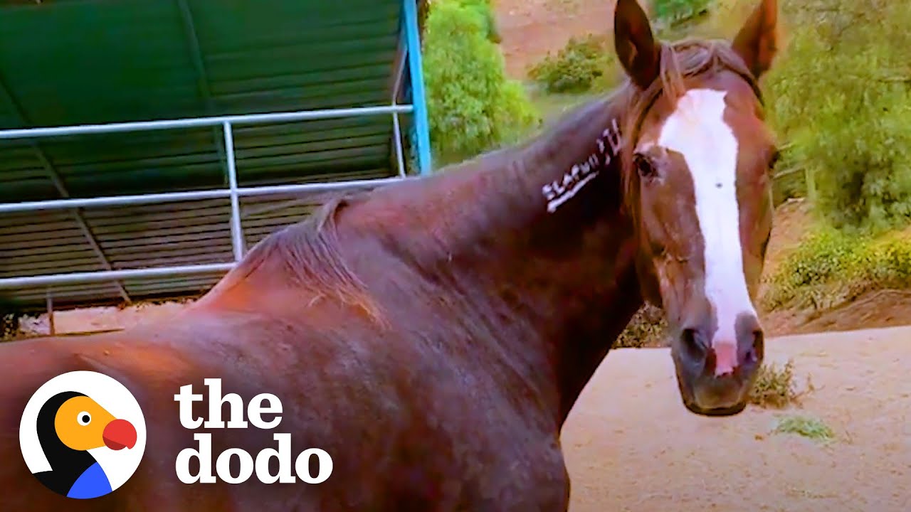 Rescued Wild Horse Loves To Play With A Little Donkey The Dodo YouTube