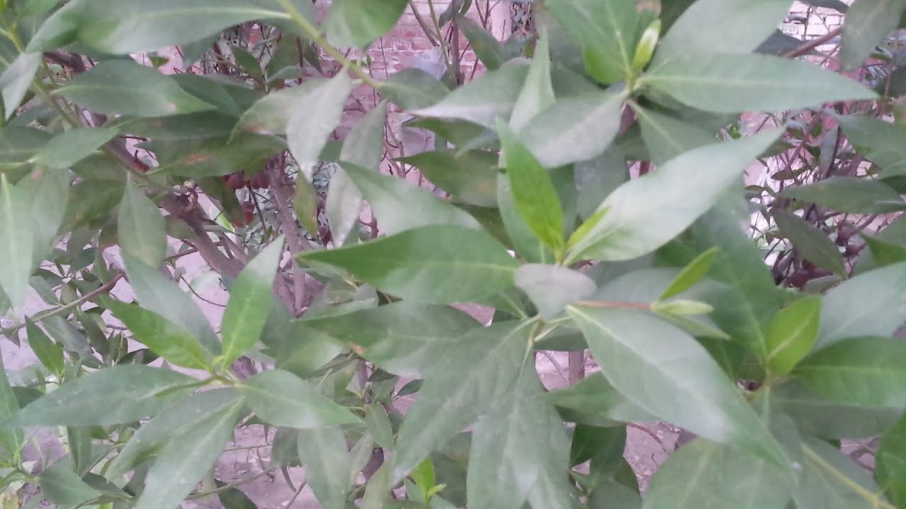 common plants names at home in pakistan in/urdu /hindi by abbas