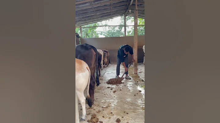 Cow dung is cleaned with a shovel#cowdung #farm #cleaning #shorts #fyp