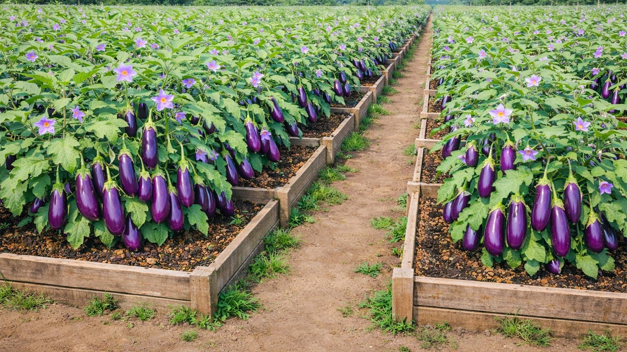 The Reason These Eggplants Keep Producing