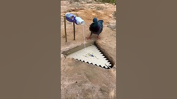 New Bird Catching Trap | Smart & Easy Method | #shorts #shortsfeeds #viralvideo #trending