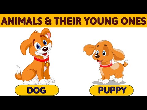 Animals and their