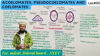 acoelomates pseudocoelomates and coelomates