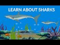 Understanding Sharks