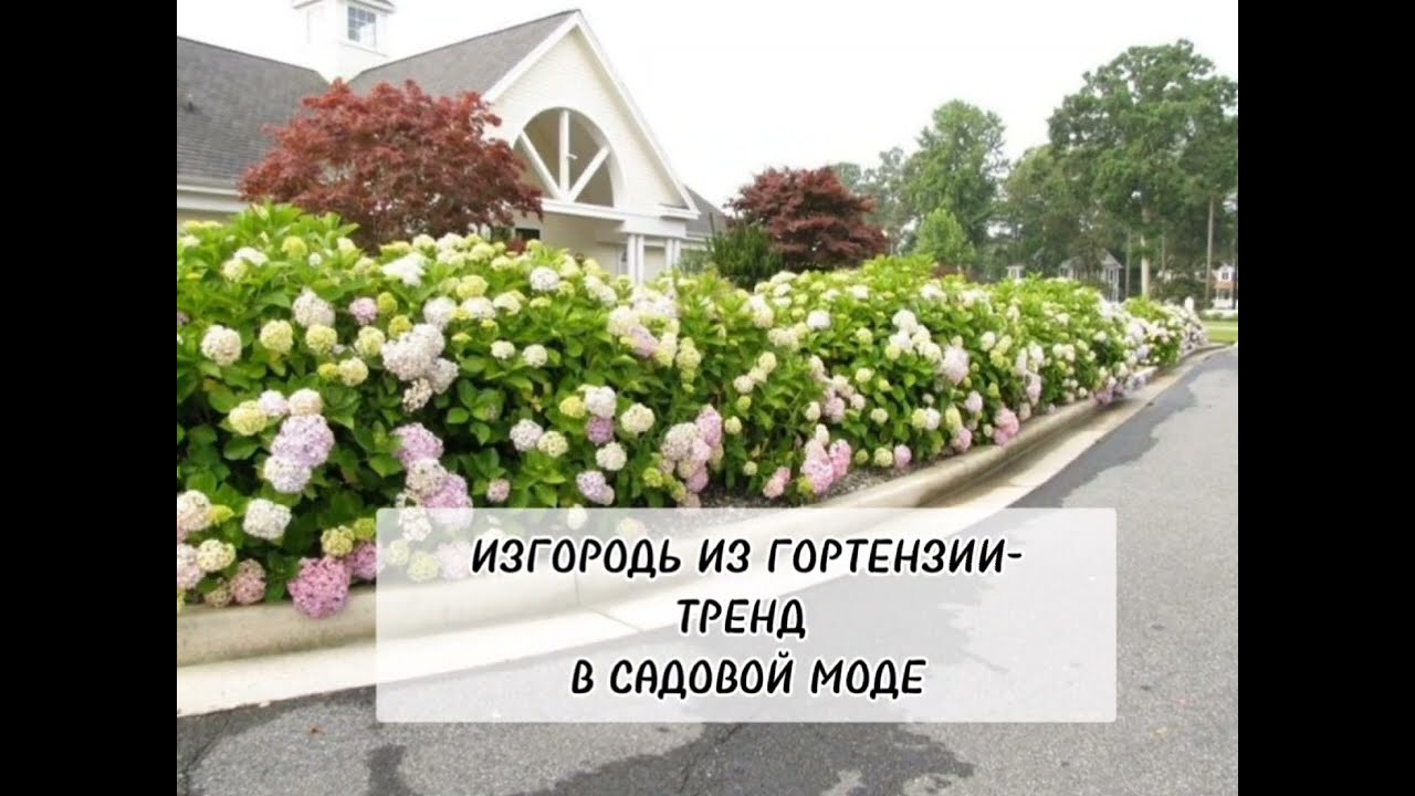 ЖИВАЯ ИЗГОРОДЬ ИЗ ГОРТЕНЗИЙ