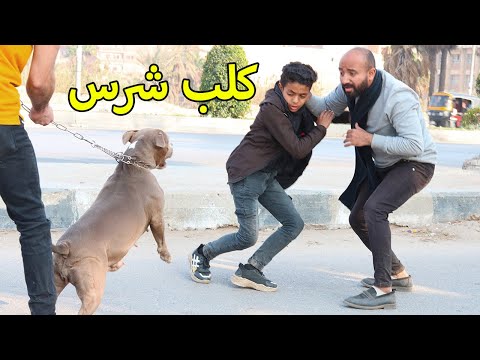 فيديو: عربة كلب - ترف أم ضرورة