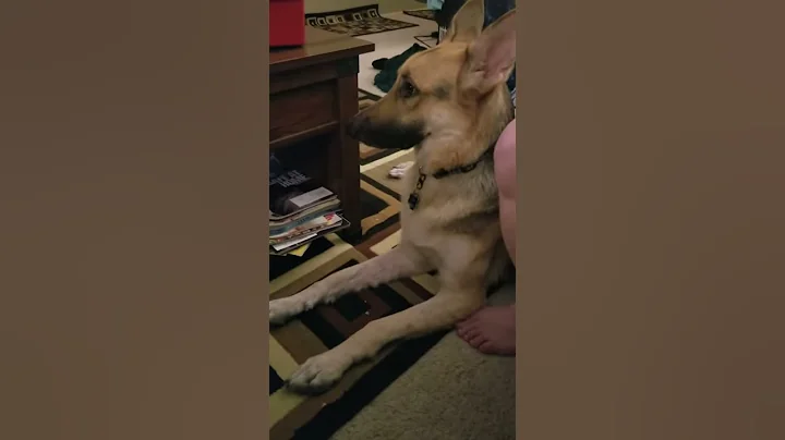 German shepherd howling
