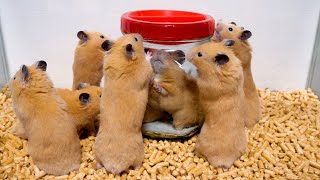 プリパラ オレンジハムスター プリパラ オレンジハムスター 2311rh87_1.jpg