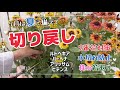 7月に切り戻すのはコレ「ルドベキア」「バーベナ」「アリッサム」「ビデンス」切り戻し
