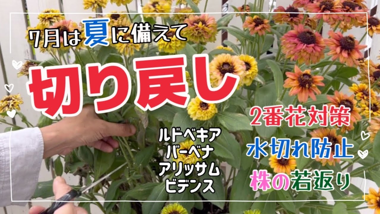 These are the plants to cut back in July: Rudbeckia, Verbena