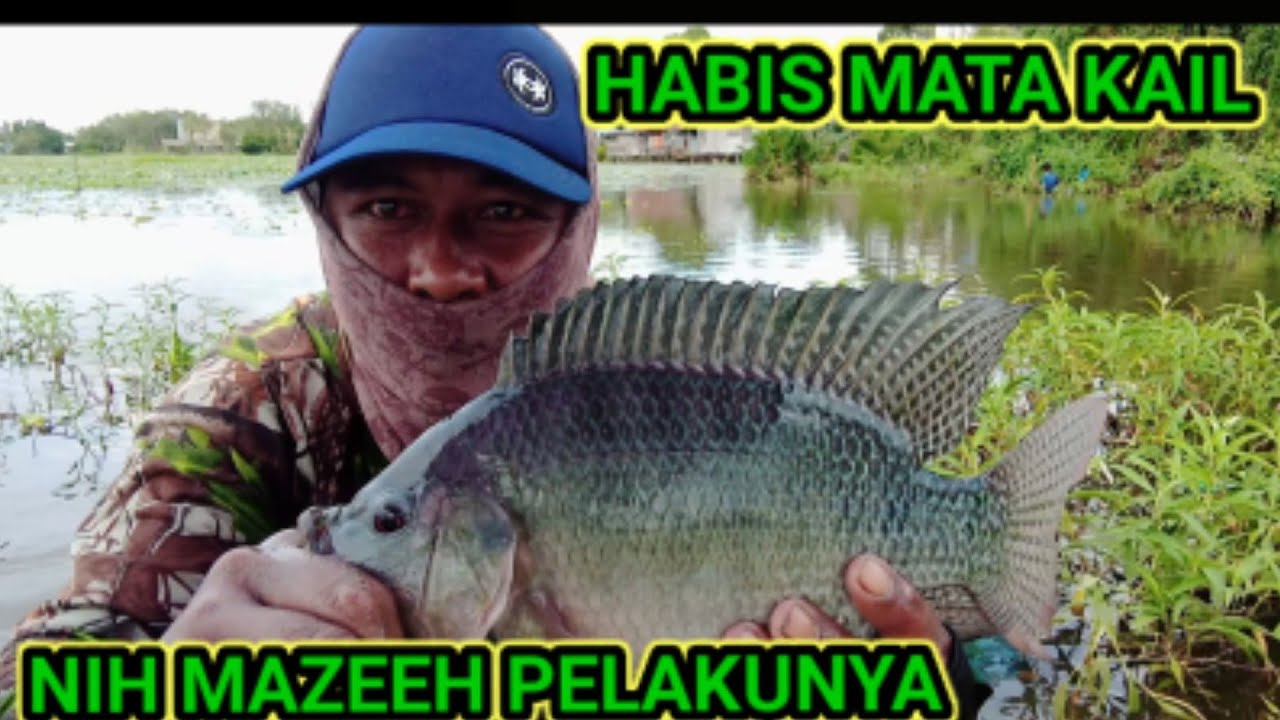 SADIS TARIKAN MANCING NILA LIARAN DI SPOT RAWA RAWA || MATA KAIL SAMPAI PUTUS