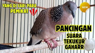 Suara Tekukur Gacor Juara Memanggil Lawan Agar Bunyi #13