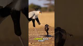 Secretary Bird vs African Cobra