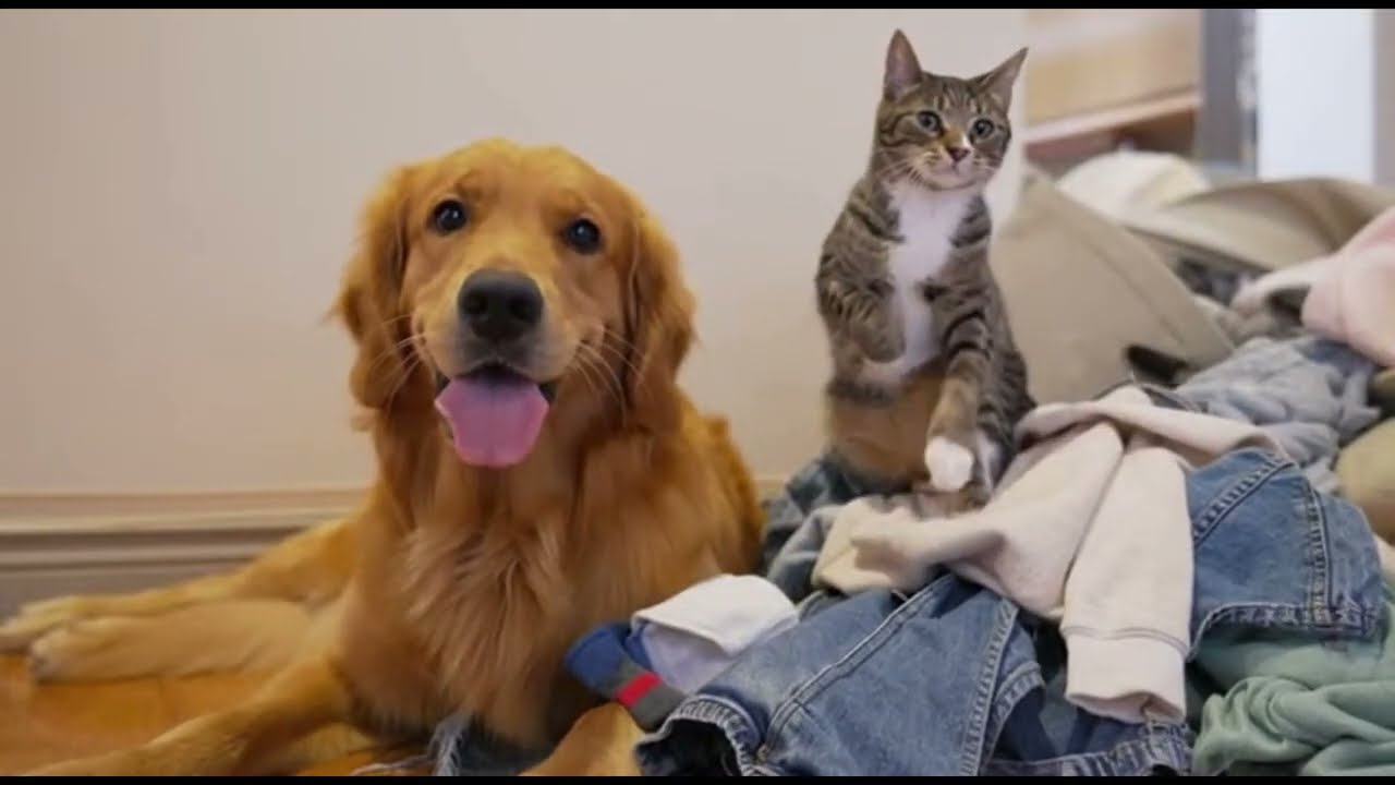 Cats and Dogs Playing Happily All Day