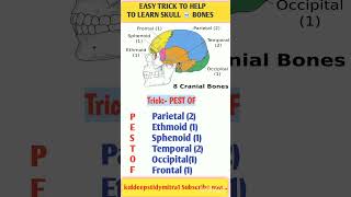 EASY TRICK TO LEARN SKULL BONES #anatomy #board exam #pharma #clinicalanatomy #viralshorts