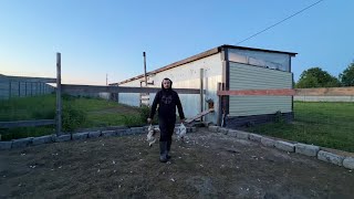 Шок! Кто это мог сделать? Потери в хозяйстве. Коровы сломали забор. Устраняем последствия.