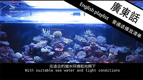 تحميل 小珊瑚mp4 Mp3