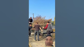 Công nghệ làm hàng rào bằng cây cảnh #farming