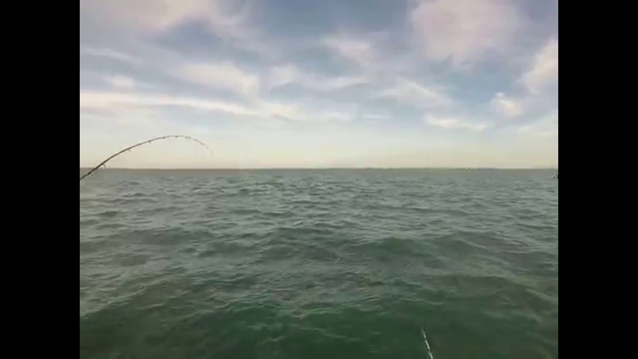 Pêche la bonite sur chasse au leurre