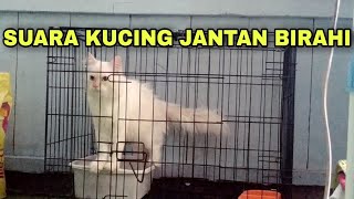 Download Lagu Suara Kucing Jantan Birahi Berat MP3