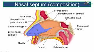 Lateral wall of nose