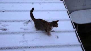 Cat Playing With Snow