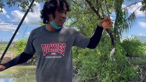 Câu cá cầu An Nghĩa ,Tam Thôn hiệp,cần giờ thành quả ít nhưng là niềm vui của anh em….@minh letvi @