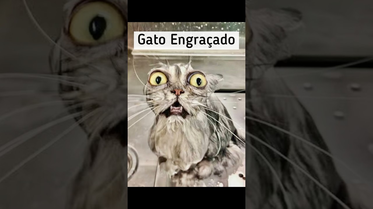 VIDEOS ENGRAÇADOS DE ANIMAIS - TENTE NÃO RIR #shorts ￼ 