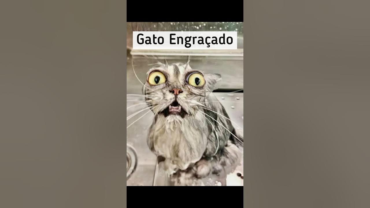 🐱Animais Engraçados Fofos E Falantes Tente Não Rir!!! 😁