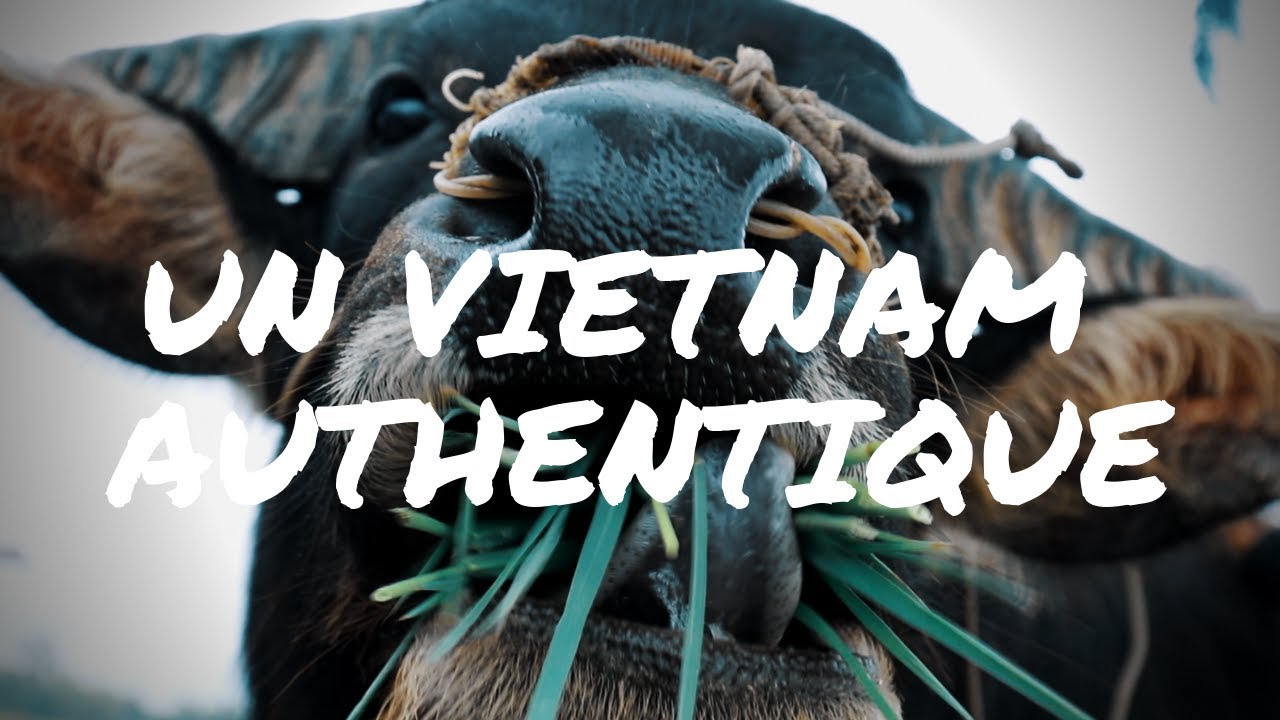 VLOG Vietnam #1: La Campagne de Hội An a pris notre coeur !