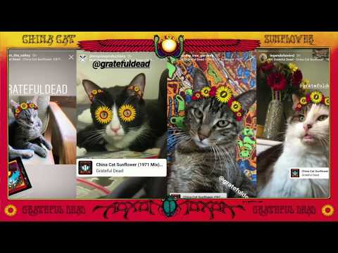 Grateful Dead - China Cat Sunflower (The Video)