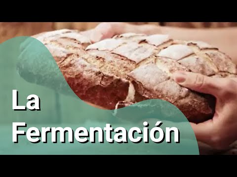 Vídeo: Què passa durant la fermentació làctica?