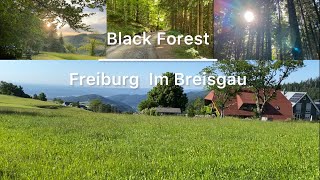 Black Forest Freiburg | ST Ulrich Freiburg Hiking | No | Vlog | Things to do in Freiburg Black Forest Freiburg | ST Ulrich Freiburg Hiking | No | Vlog | Things to do in Freiburg