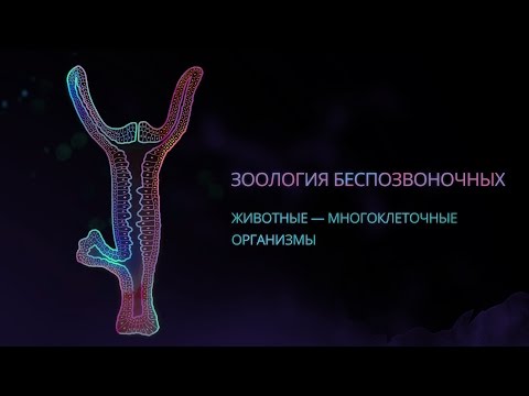 1. Животные — многоклеточные организмы. Зоология беспозвоночных - 7 класс