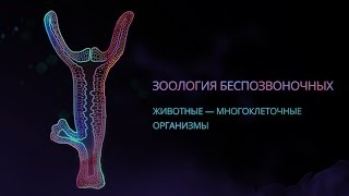 1. Животные — многоклеточные организмы. Зоология беспозвоночных - 7 класс