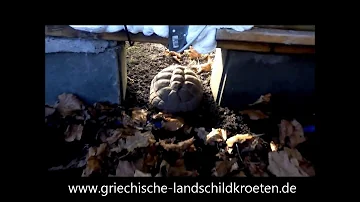 Wie Schildkröten Auswintern?